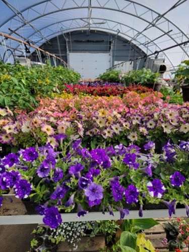 $250 Gift Certificates for Shady Lane Greenhouses and Perennials