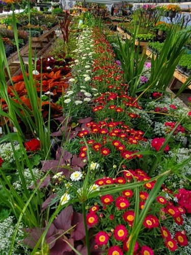 $150 Gift Certificates for Shady Lane Greenhouses and Perennials